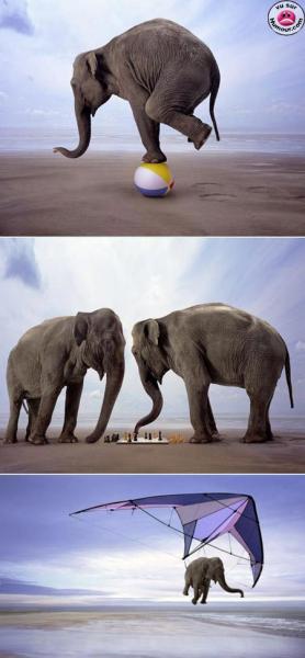 L'éléphant...